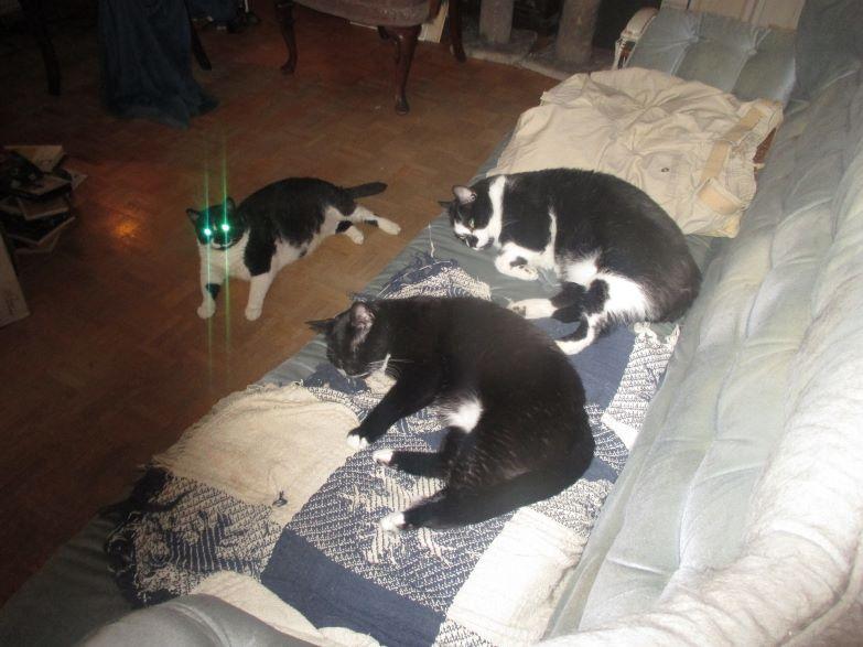 Photo of Klaus J. Gerkens cats