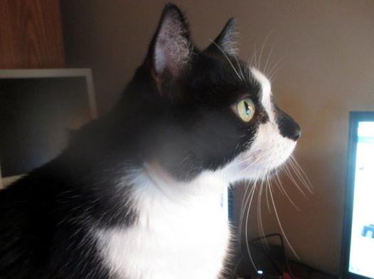 Photo of Jazzie watching TV